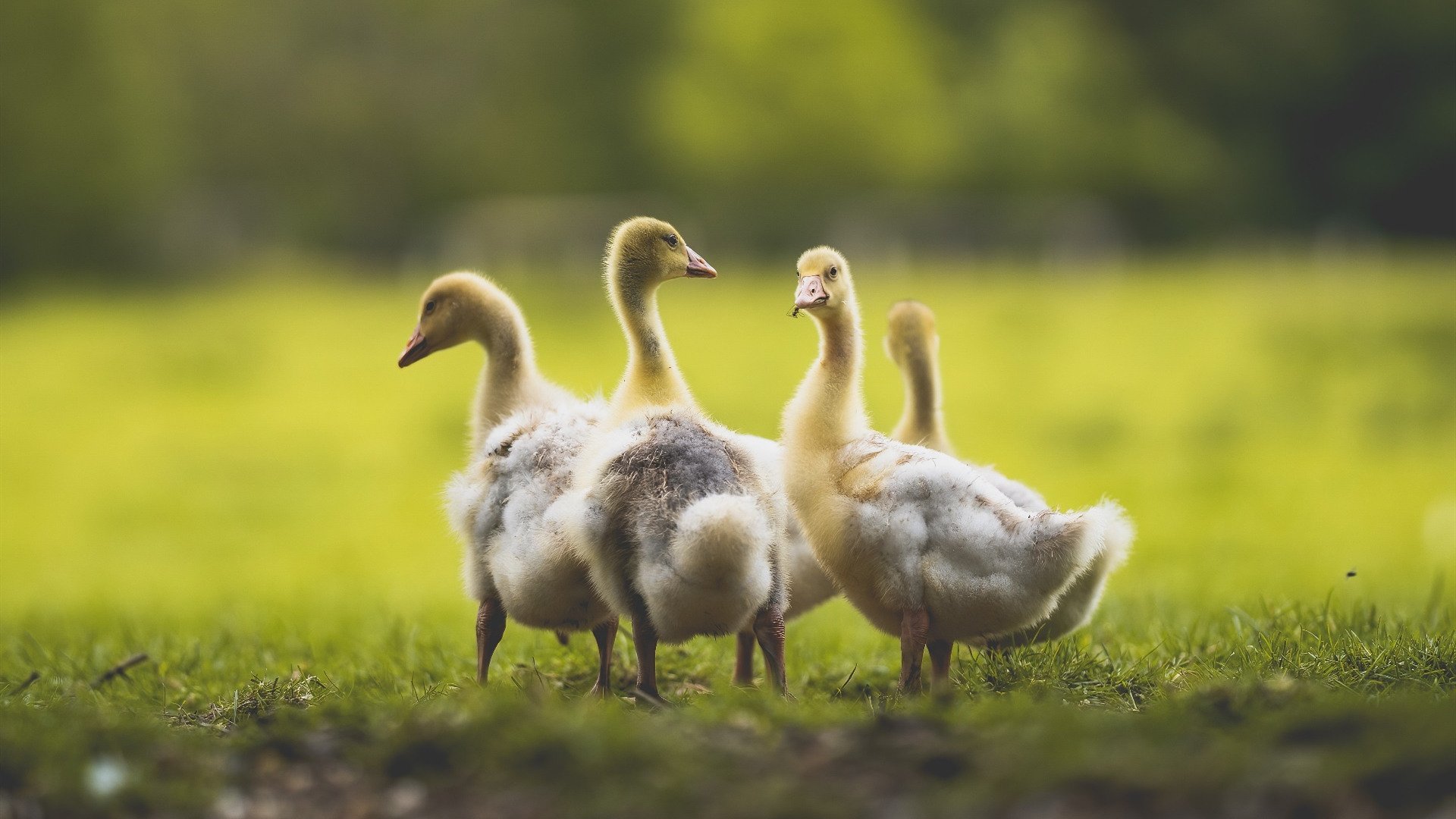 开云官网-C罗续约利雅得胜利，继续征战沙特联赛，c罗续约合同